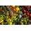 Fruites