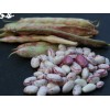 Beans-Fresh beans per 1kg