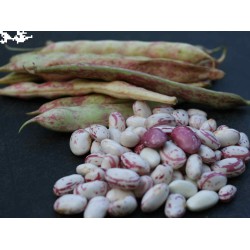 Beans-Fresh beans per 1kg