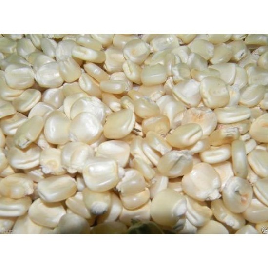 Maize Grains per kg