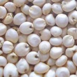 Sorghum-White sorghum per Kg