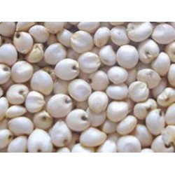 Sorghum-White sorghum per Kg