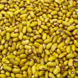 Beans-Yellow Beans per 100Kg