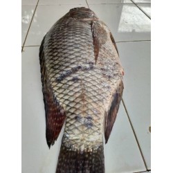 Fish-Fresh Tilapia -Medium size per 1.5Kg