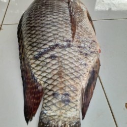 Fish-Fresh Tilapia -Medium size per 1.5Kg