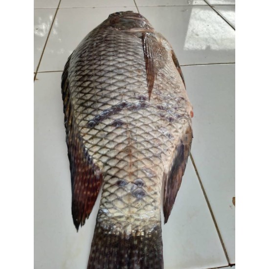 Fish-Fresh Tilapia -Medium size per Kg