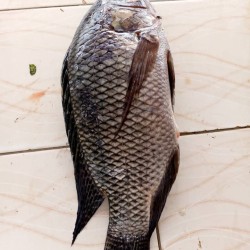 Fish-Fresh Tilapia- small size per Kg