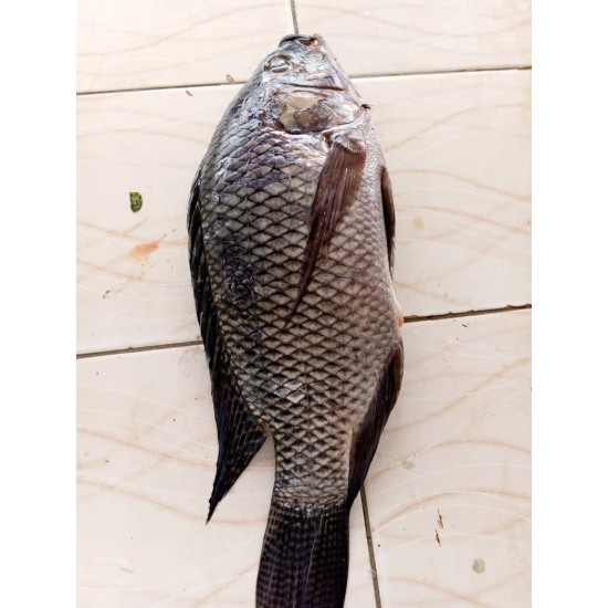 Fish-Fresh Tilapia- small size per Kg