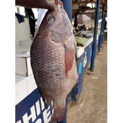 Fish-Fresh Tilapia -Big size per 2.5Kg