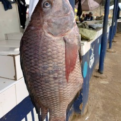 Fish-Fresh Tilapia -Big size per 2.5Kg