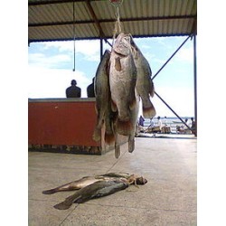 Fish-Fresh Nile Perch per 10Kg