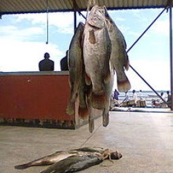 Fish-Fresh Nile Perch per 10Kg