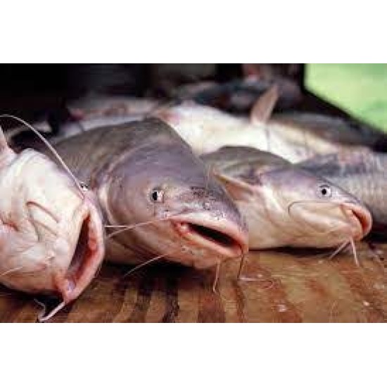 Fish-Mad Fish per 5Kg