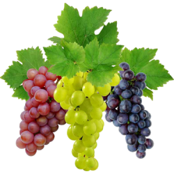 Grapes per Kg