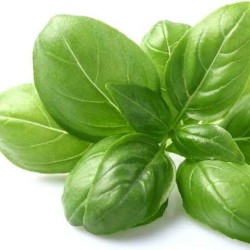 Basil per TIN