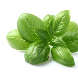 Basil per Bundle