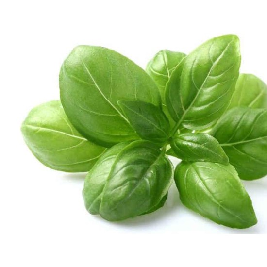 Basil per Bundle