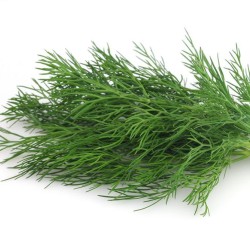 Dill per bunch -medium