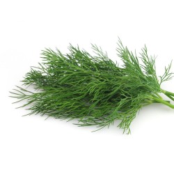 Dill per bunch -medium