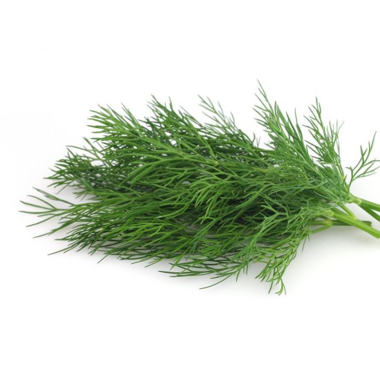 Dill per bunch -medium