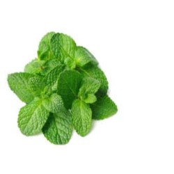 Mint per bunch medium