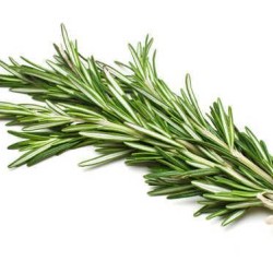 Rosemary per Bundle