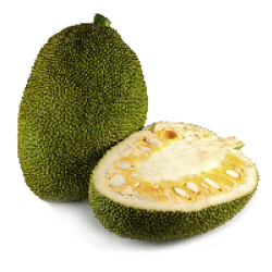 Jackfruit 1Pcs-Medium