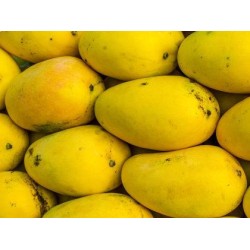 Mangoes-Kili mangoes Local 1kg