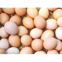 Eggs (Local)   per tray