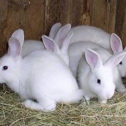 Rabbits -per rabbit