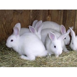 Rabbits -per rabbit