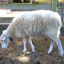 Whole Sheep(15Kg)