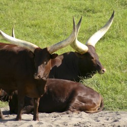 Whole Cow(150 Kg)