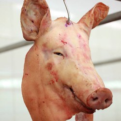 Meat-Big Pork Head per head