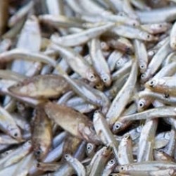 Silver fish(Mukene) per kg