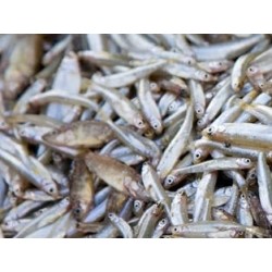 Silver fish(Mukene) per kg