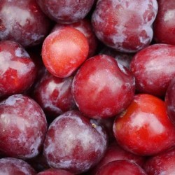 Plum per 10Pcs