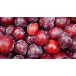 Plum per 10Pcs