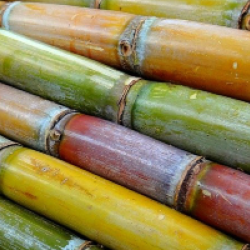 Sugar cane 1pcs -Medium