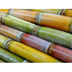 Sugar cane 1pcs -Medium