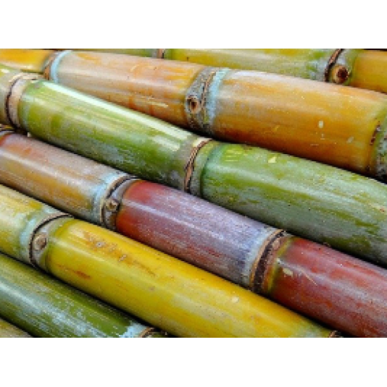 Sugar cane 1pcs -Medium