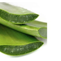 Aloe Vera  per Bundle