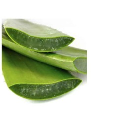 Aloe Vera 1Pcs