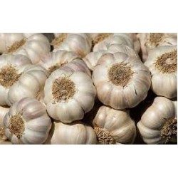 Garlic per Kg