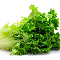 Lettuce -Medium