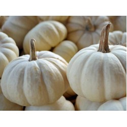 Pumpkin-Medium White pumpkin 1pcs 