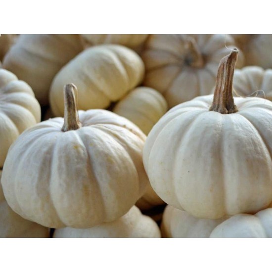 Pumpkin-Medium White pumpkin 1pcs 