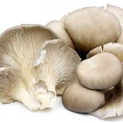 Mushrooms -Small per packet