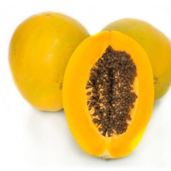 Pawpaw -Medium Yellow Pawpaw  per 1pcs 